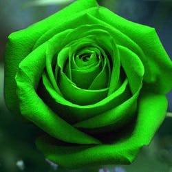 Roses are Green