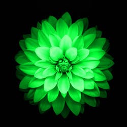 Green Lotus XIII